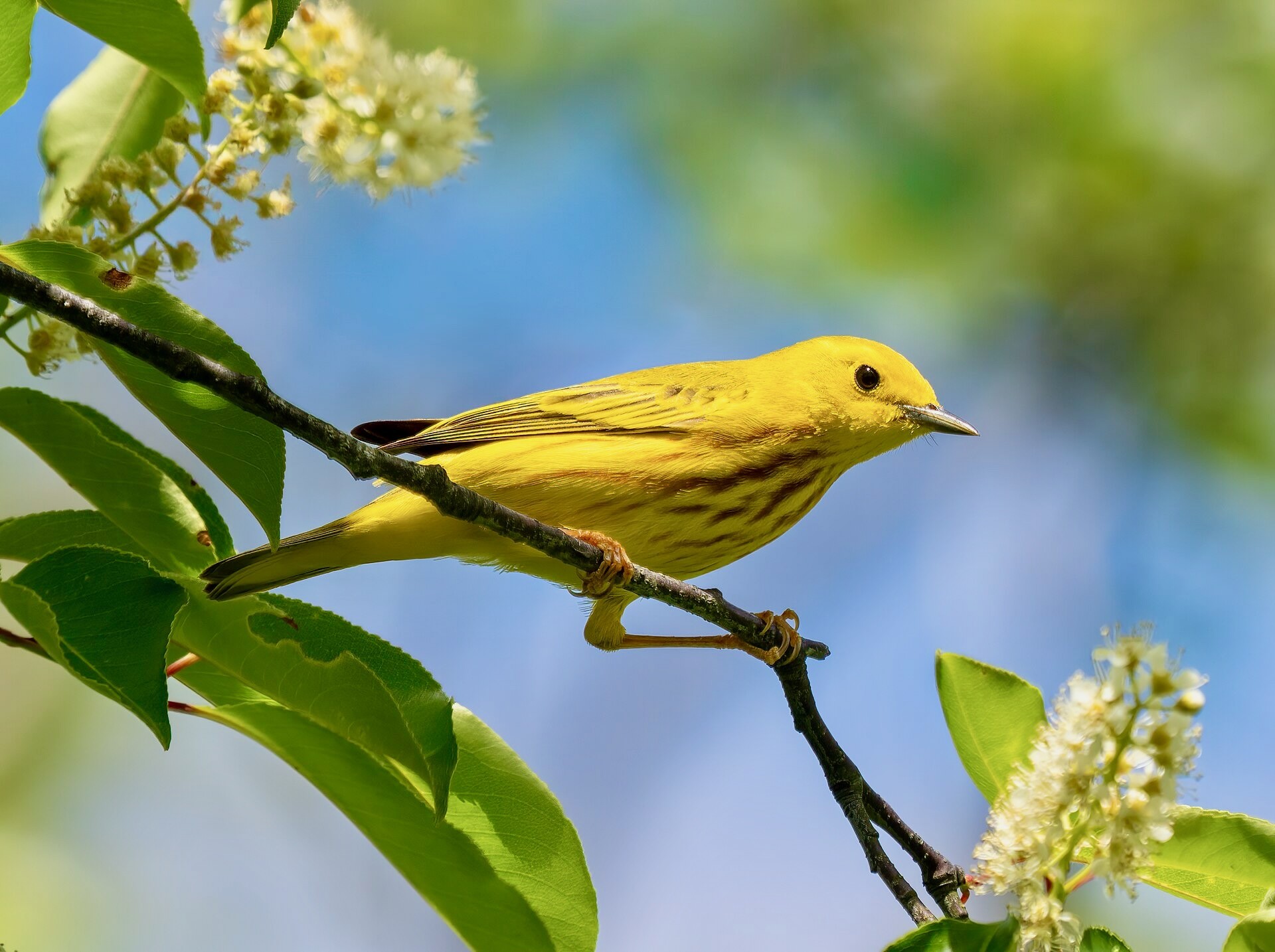 Yellow Warbler by Rhododendrites is licensed under CC BY-SA 4.0.